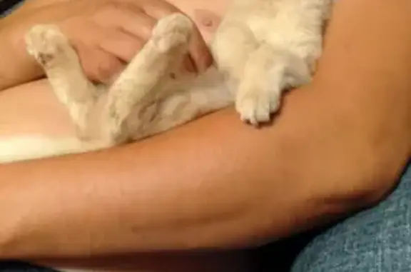 Потерянные животные Челябинск, фото: Пропала кошка на Комсомольском пр-те 73