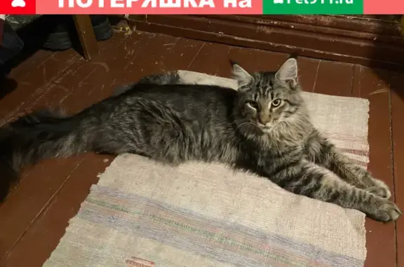 Пропал кот породы Мейн-кун в садоводстве Кайвакса, вознаграждение 5 000 рублей.