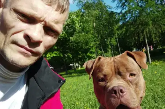 Собаки потеряшки, Санкт-Петербург, фото: Потеряшка собака в Адмиралтейском районе, м. Пушкинская, порода питбулль, зовут Джесси.