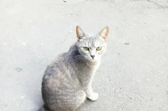 Найдена кошка на ул. Радищева, Саратов
