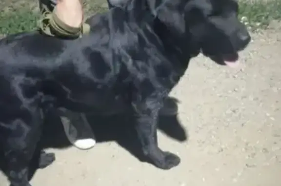 Собака найдена в Уфимском районе, Башкортостане.