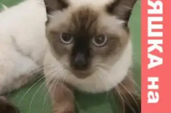 Найдена кошка Сиамской породы в ЖК 