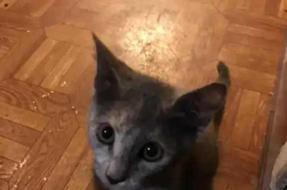 Кошки потеряшки, Москва, фото: Потеряшка кошка Фифа на Зацепском Валу