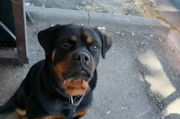 Найдена собака Ротвелер на улице Лаврова, Мичуринск.