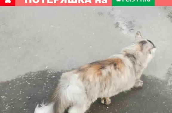 Найдена кошка около ТЦ Орбита, адрес: ул. Нижняя Дуброва 13