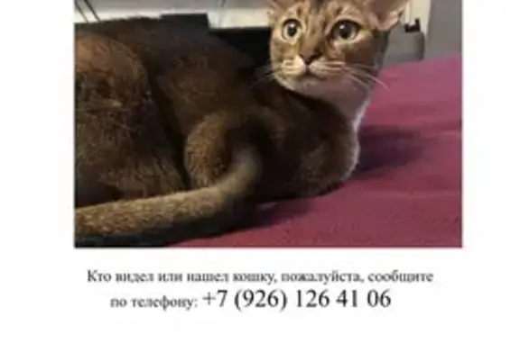 Пропала кошка на Рязанском проспекте, метро Выхино