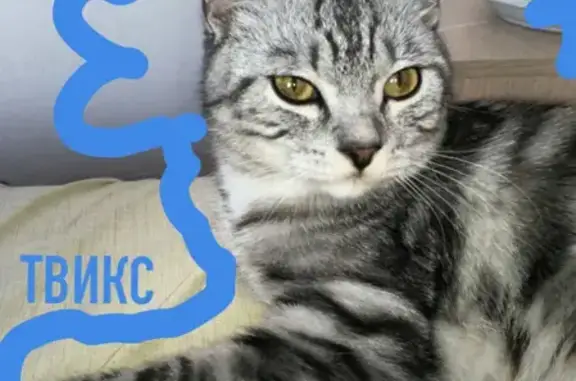 Потерянные животные Челябинск, фото: Пропал кот Твикс возле магазина Ашан в Челябинске