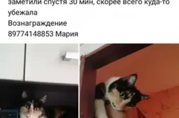 Пропала кошка на Булатниковском пр-те 6к2