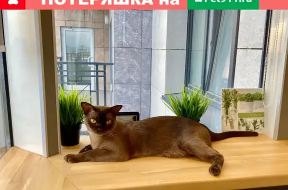 Пропал кот породы Бурма в районе Санатория Самарский