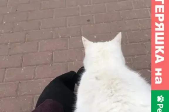 Найден домашний котик на Нижегородской улице