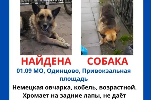 Найдена собака Кобель на ул. Маршала Жукова, Одинцово. Ищем хозяина!