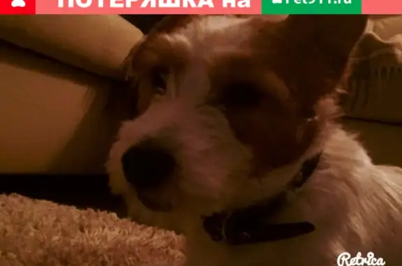 Собаки потеряшки, Нижний Новгород, фото: Потеряшка собака Персик, номер на ошейнике: полиция Глеба Успенского