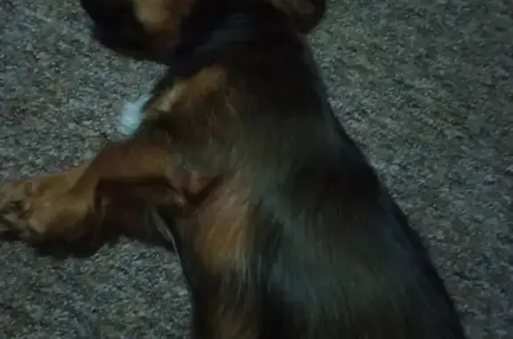 Собаки потеряшки, Калининград, фото: Потеряшка собака Баги на Новинской улице в Калининграде