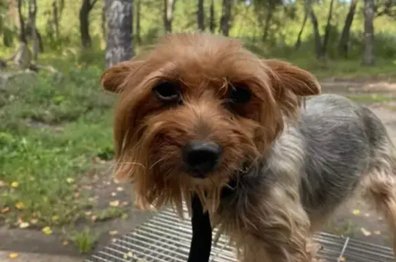 Найдена собака в Большом Полпино