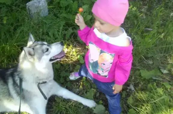 Пропала собака Хаски серо-белого окраса в Ногинском районе, М.О.