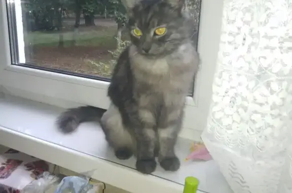 Пропала кошка Клепа в Нахабино, Московская область