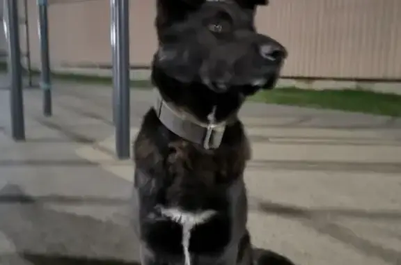Найден пёс в ЖК Аннино Парк, Варшавское шоссе 141А