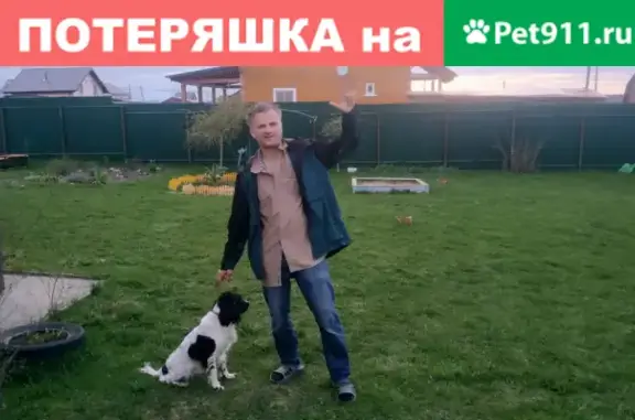 Объявления о пропавших и найденных животных, Анапа, фото: Пропала собака Люся на ул. Шевченко, Анапа