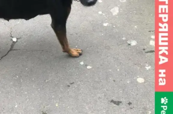 Найдена собака в районе Выхино, Москва, Ферганский проезд 2/32