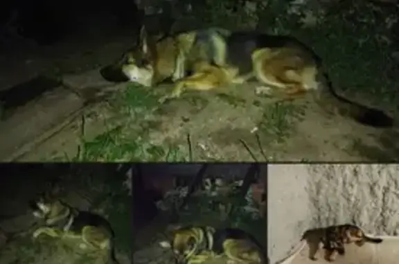 Найденные животные Нижний Новгород, фото: Найдена немецкая овчарка в Приокском районе, рядом с ТИЗ Надежда и СНТ 40 лет Победы.