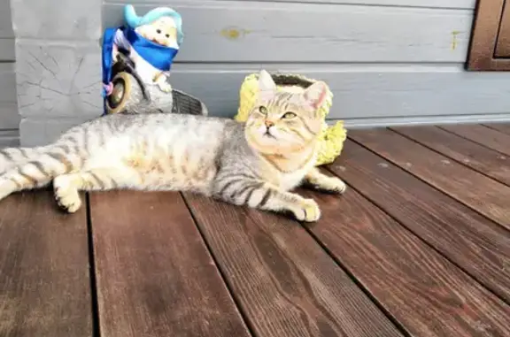 Кошки потеряшки, Ижевск, фото: Потеряшка кот Барсик на улице Мужества, Ижевск