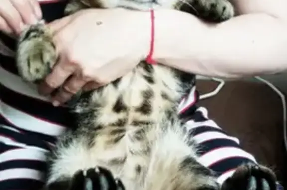 Кошки потеряшки, Ростов-на-Дону, фото: Потеряшка кот Марис по адресу Народного Ополчения 194, Ростов-на-Дону