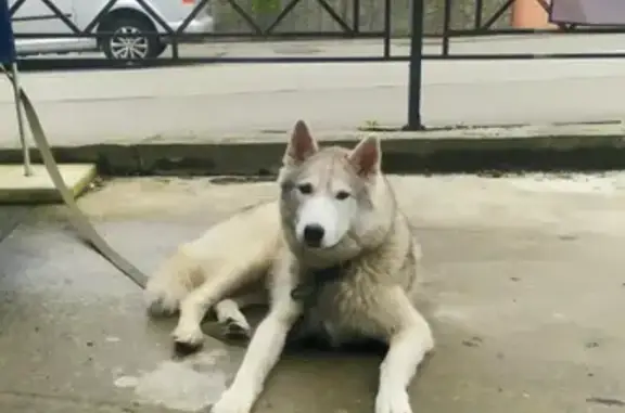 Найдена собака с поводком и ошейником в Сочи