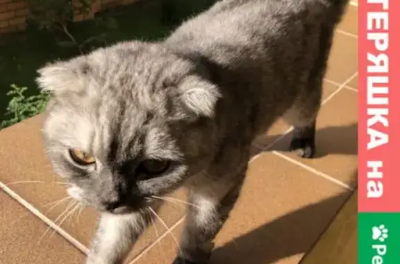 Найдена кошка в Солнечногорске