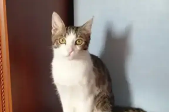 Кошки потеряшки, Москва, фото: Потеряшка кошка на улице Дунаевского, Москва