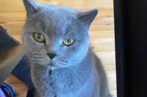 Кошки потеряшки, Москва, фото: Потеряшка серая британская кошка Фиона в Сафоново, МО.
