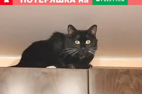 Найдена кошка в Юго-Западной Москве