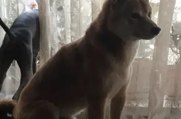 Пропала собака на Славянском бульваре, Москва