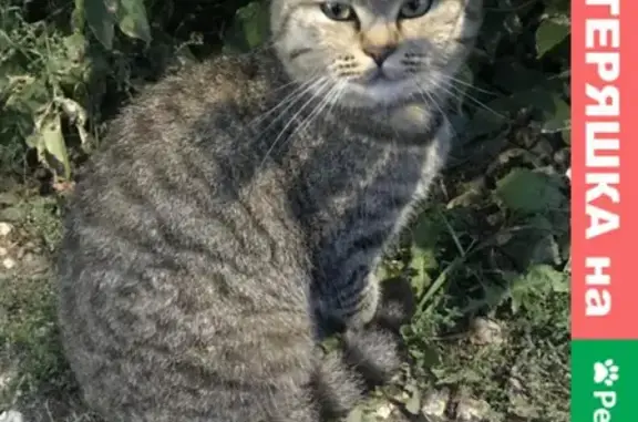 Найдена кошка на Владимирской улице, Иваново