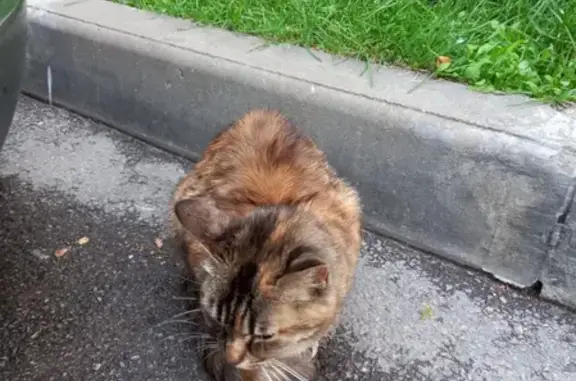Найдена кошка возле дома на Нарвской