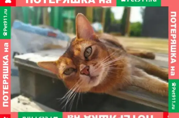 Пропала абиссинская кошка в Можайском районе, нужна помощь!