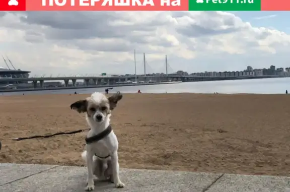 Пропала китайская хохлатая собака в лесу Лен.обл., между Камышовкой и Мамонтовкой