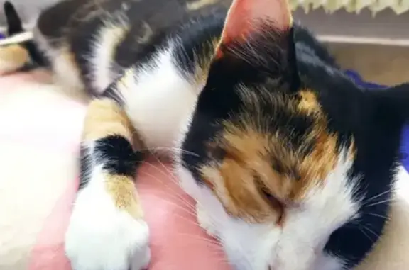 Найдена домашняя трехцветная кошка в Бирюлевском лесопарке