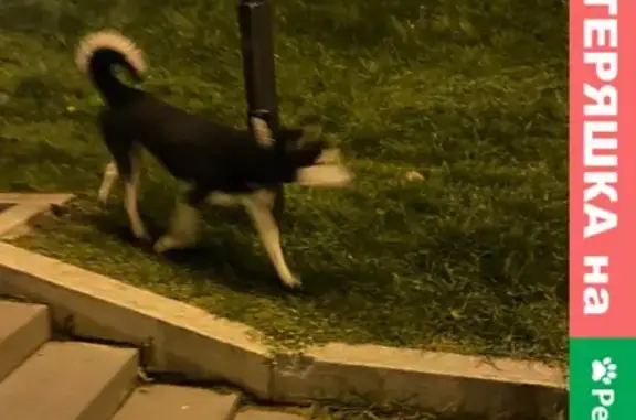 Найдена собака у вечного огня на пр. Карла Маркса в Петрозаводске