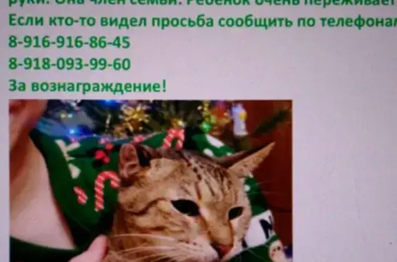 Пропала кошка на улице Маршала Тимошенко, Москва