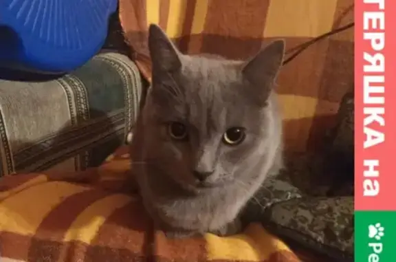 Найдена кошка с ошейником в Голубицкой