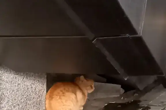 Найдена кошка у метро ЦСКА, нужен дом