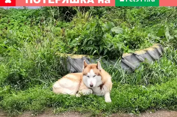 Собака на улице Байкова 10 в Пскове