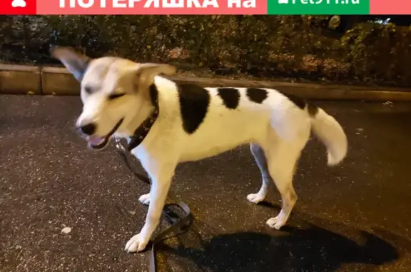 Найдена собака на набережной в Самаре под Маяковским спуском