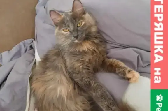 Потерянные животные Челябинск, фото: Пропала кошка Буся, ул. Молодогвардейцев 68А, Челябинск