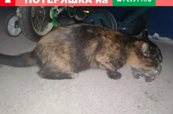 Найдена кошка на Иркутском тракте, ищем хозяина!