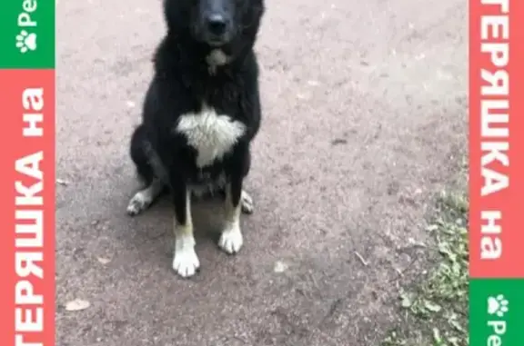 Найдена собака в Удельном парке без ошейника