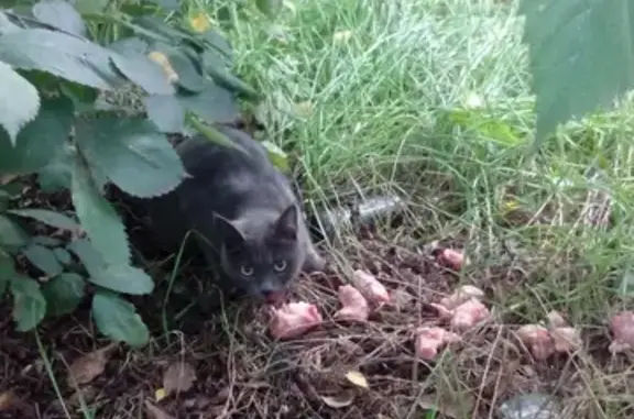 Найдена серая кошка на ул. Демидова в Иваново