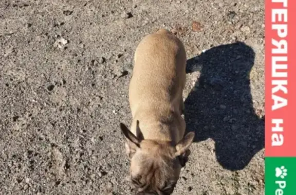 Найден щенок французского бульдога в Волгограде, есть клеймо.