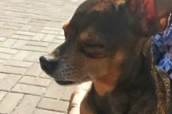 Найдена дружелюбная собака около стоматологической клиники на Пионерском бульваре