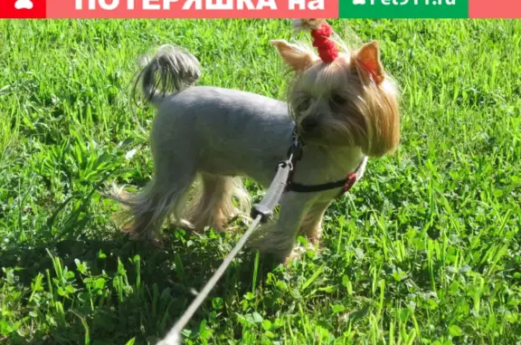 Пропала собака в Орехово-Борисово Северное, Москва